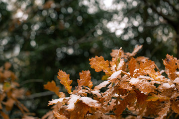 Yellow oak leaves in the snow. First snow. Blurred background with bokeh. Autumn day.