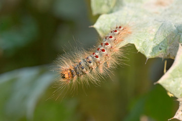 The caterpillar of the butterfly Lymantria dispar (gypsy moth) on a green leaf. Macro photo of the European gypsy moth caterpillar.