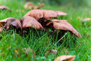 mushroom in grass