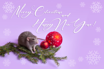 Charming pet. Decorative rat Dumbo with lilac background. Branches spruce, New Year's toys. Year of the rat. Chinese New Year.