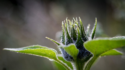 waterdrops plant green nature fresh