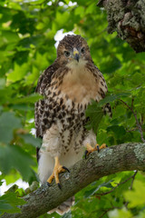 A fledgling Red-tailed Hawk perched in a tree.