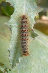 The caterpillar of the butterfly Lymantria dispar (gypsy moth) on a green leaf. Macro photo of the European gypsy moth caterpillar.