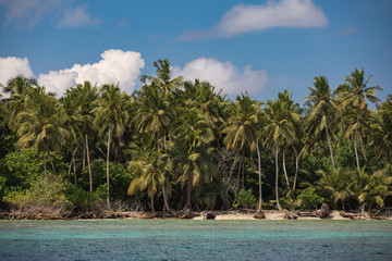 Coconut palm with fresh fruits