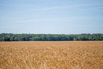 Naklejka premium Field of ripe wheat before harvest on sunny summer day. Many spikelets of wheat before harvesting. wheat on the field during ripening. Field of ripe wheat before harvest on sunny summer day. 