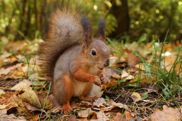 Naklejka na ściany i meble cute red squirrel in the park