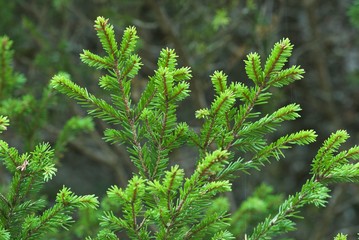 Fir branches