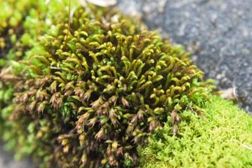 Fototapeta na wymiar fluffy flowering moss on stone