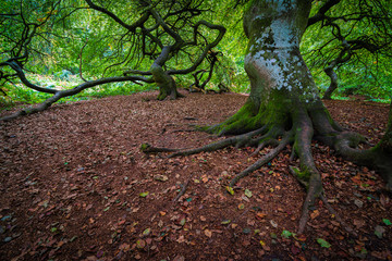 Wurzel von Baum im Herbst