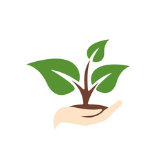 Young plant in hand. Human hand holding handful of soil with growing young green sprout of plant. Vector illustration