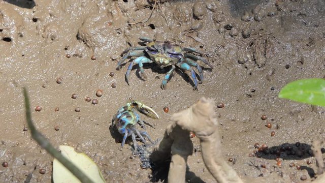 Ghost crabs (Uca vocans) , Blue crab, on mud at wetlands forest. 