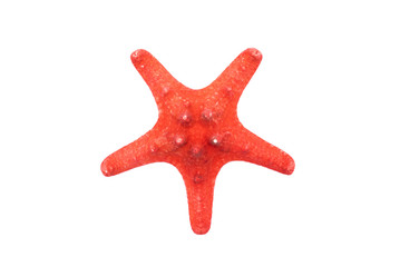 Red starfish isolated on white background.