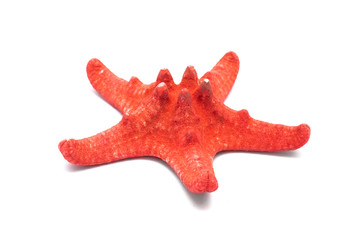 Red starfish isolated on white background.