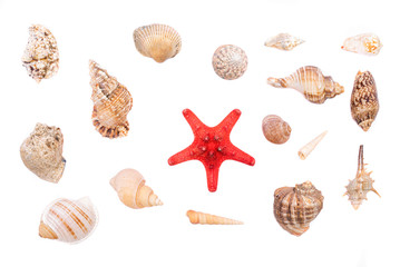 Seashells set and red starfish isolated on white background.