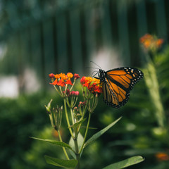 monarch butterfly 2