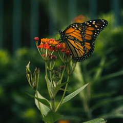 monarch butterfly 3