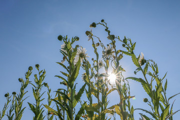 A beautiful daisy in closeup against a blue sky