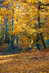 Wonderful autumn landscape with beautiful yellow and orange colored trees, vertical 