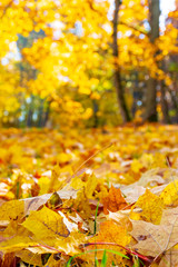 Wonderful autumn landscape with beautiful yellow and orange colored leaves, close up leaf and blurred background, vertical