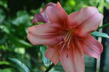Asiatic Hybrid Lily (Lilium) in garden