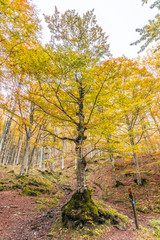Fall Foliage in Badia Prataglia, Italy.