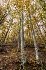 Fall Foliage in Badia Prataglia, Italy.