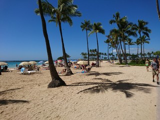 tropical beach with palm trees