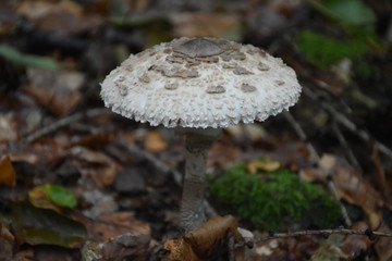 Pilz