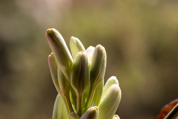 Obraz premium Bud of a flower
