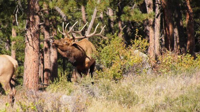 Large bull elk chasing a cow 