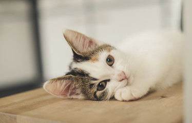 the little white kitten looks at the camera