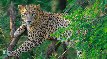 Fototapeta na wymiar Leopard on tree in the wild