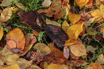 Fallen leaves in autumn on a lawn. Autumn composition. Useful as a background.