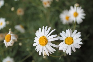 Daisies in the garden