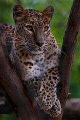 leopard in tree