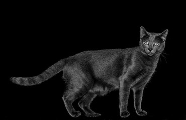 Gato negro en pie sobre fondo negro