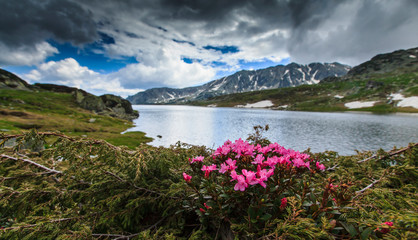 Beautiful scenery in the Transylvanian Alps, with pretty blooming spring flowers