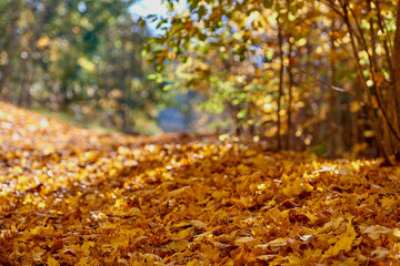 Maple yellow leaves