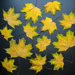 Das Herbstlaub zeigt sich in tollen Farben