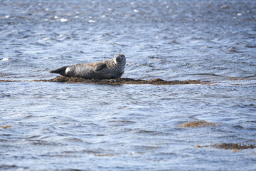 Harbor Seal in Ytri Tunga, Iceland