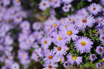 Fototapeta premium Aster shrub small purple autumn flowers in large numbers, flowering Bush for background
