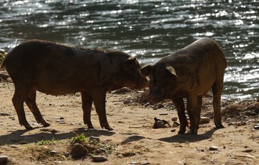 Two cute little pigs in a pig farm