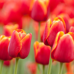 Fototapeta premium wonderful red tulips in the summer garden