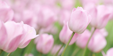 bright tender pink tulips in a summer field