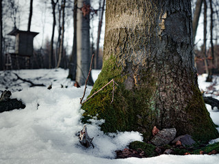 Baumstamm mit Moos im Winter
