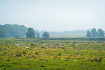 Fototapeta na wymiar Kühe auf einem Feld - Landwirtschaft auf Insel Rügen
