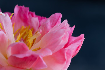 Close Up Pink Flower on Black Background 