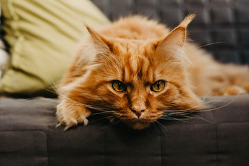 Red cat with green eyes in the home interior.