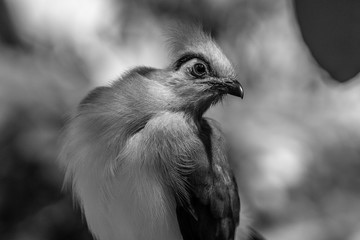 cute birds in the central park zoo in New York city black and white image