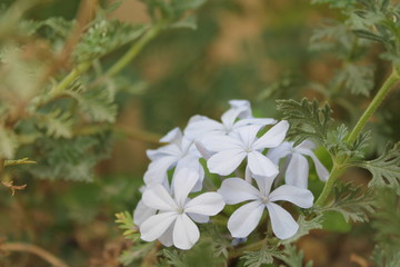 white flowers in garden